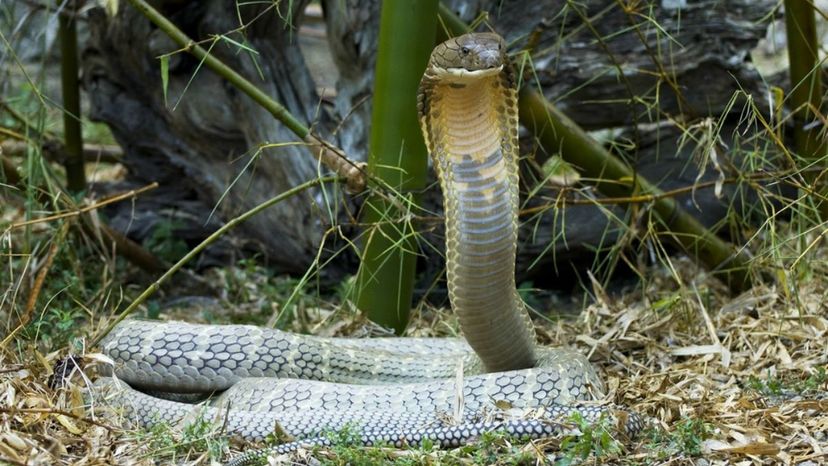 Do You Know These Facts About Deadly Snakes?