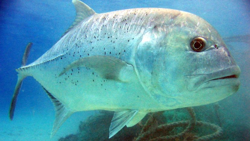 Giant Trevally