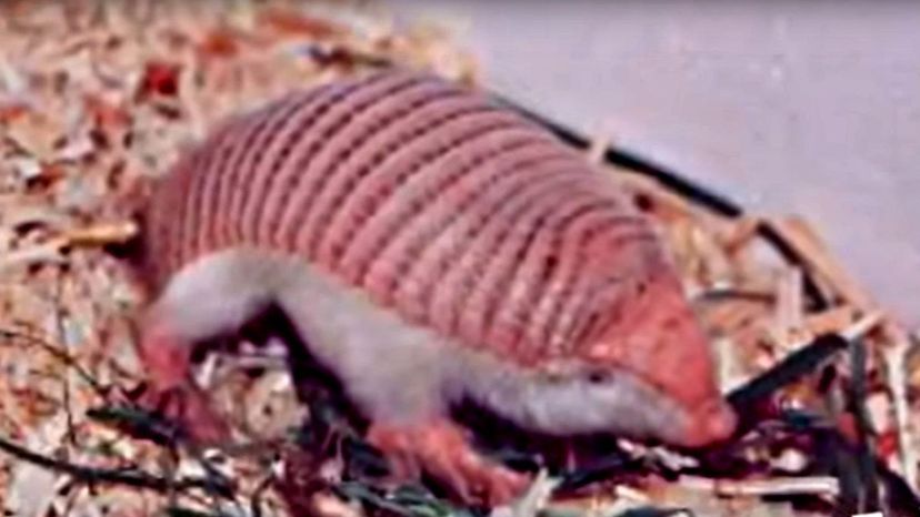 Pink Fairy Armadillo