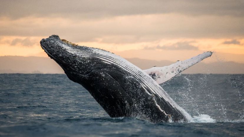 Whale