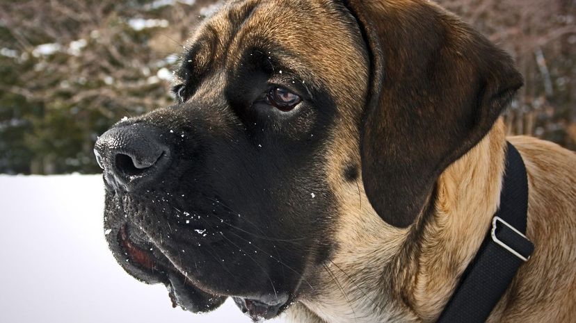 English Mastiff