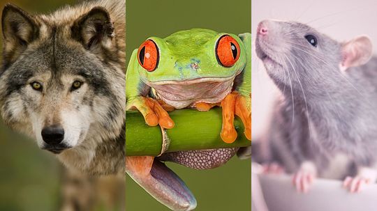 Can We Guess Which 4-Legged Creature Is Your Guardian?