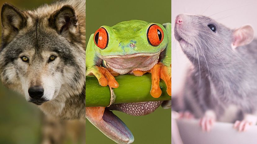 Can We Guess Which 4-Legged Creature Is Your Guardian?