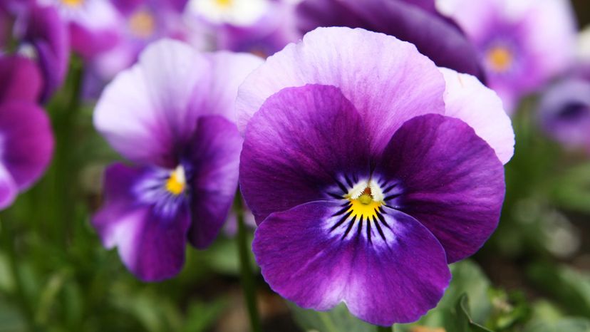 23 pansy GettyImages-126859876