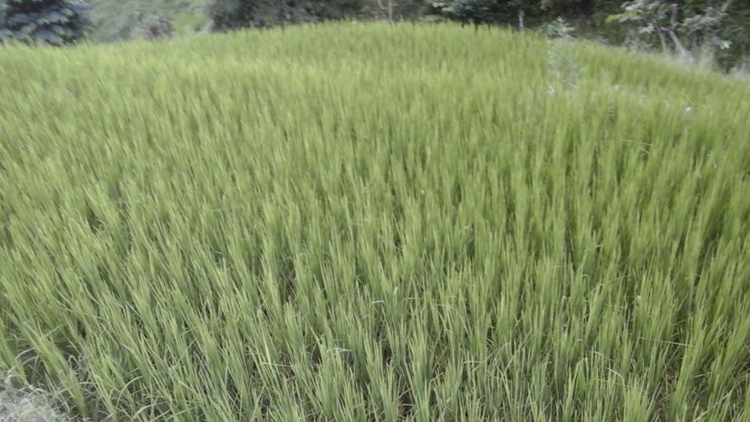 Rice grass