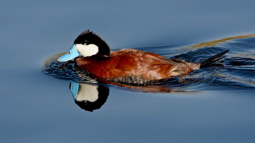 Ruddy Duck