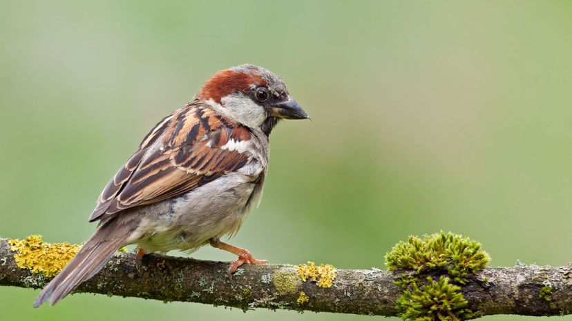 House Sparrow