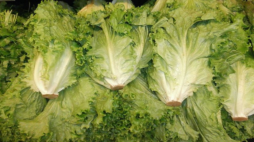 Romaine Lettuce