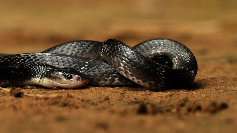 Common Krait