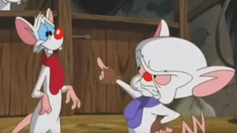 Pinky &amp; The Brain