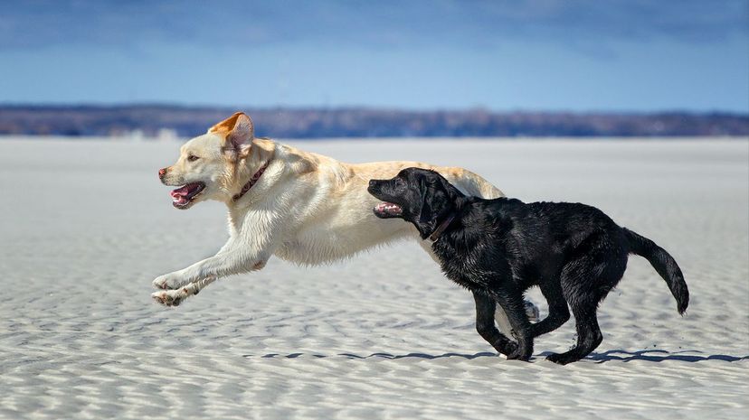 Dogs running