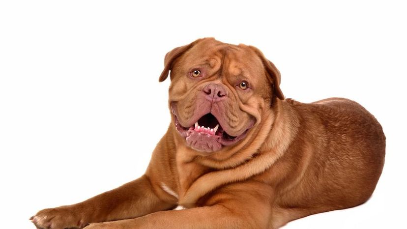 Dogue de Bordeaux