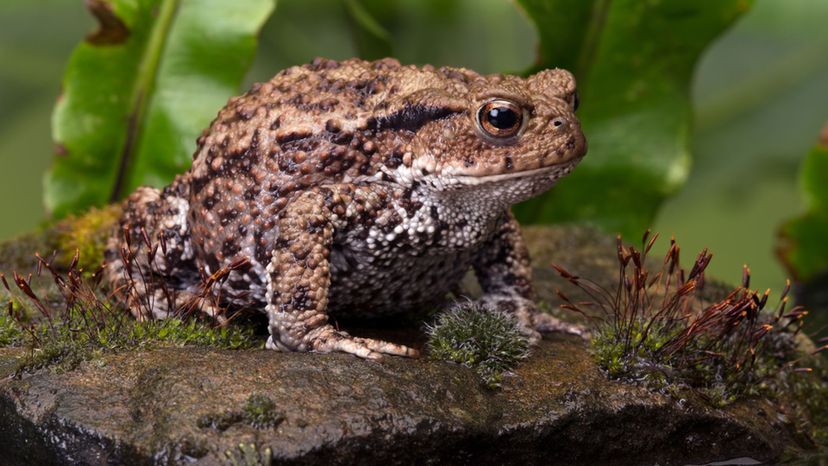 Toad