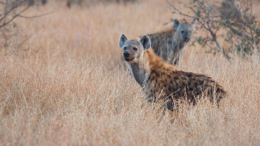 Spotted Hyena