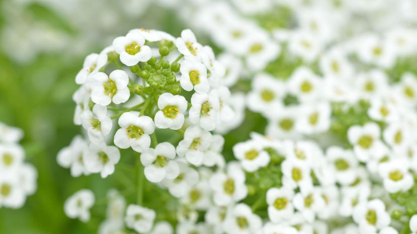 Sweet alyssum