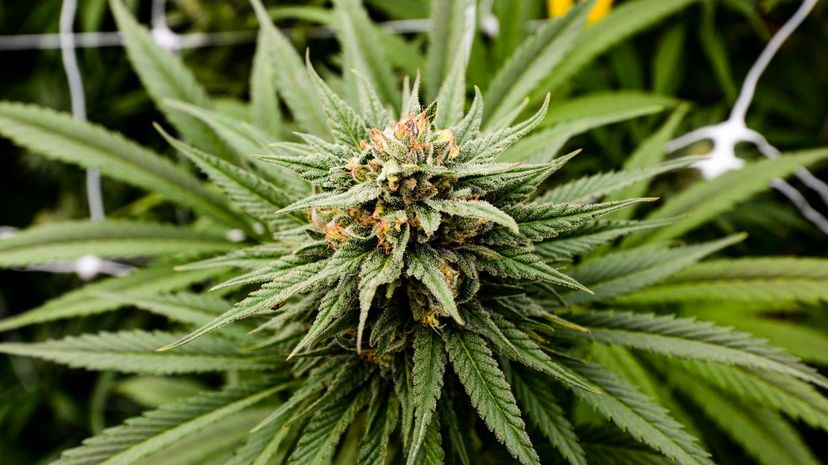 How Much Do You Know About the History of Marijuana?