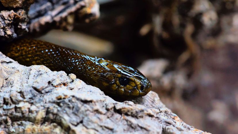 Inland taipan