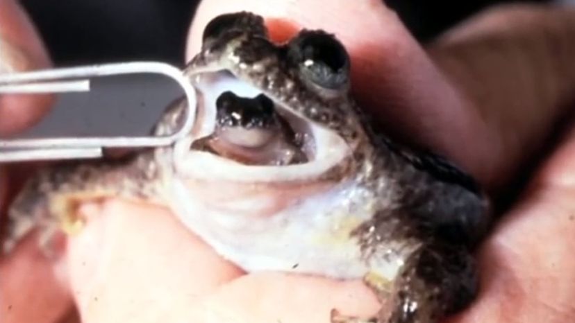 Gastric-Brooding Frog