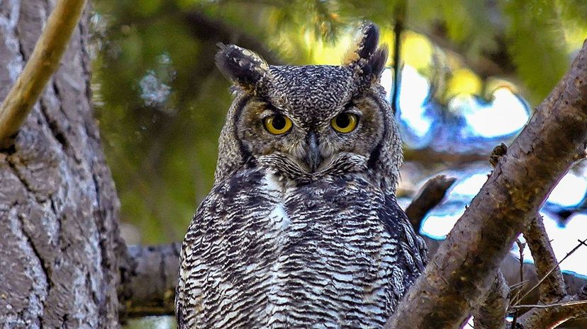 31-Great Horned Owl