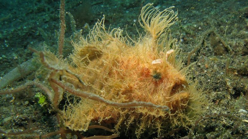 39 Hairy frogfish