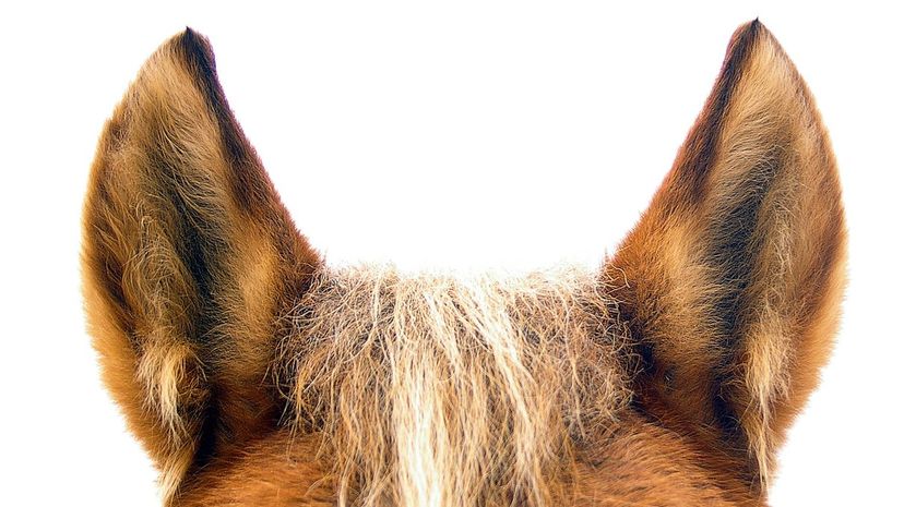 Can You Identify This Animal by Its Ears?