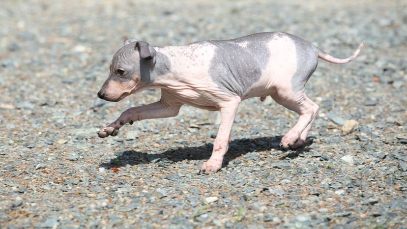 American Hairless Terrier