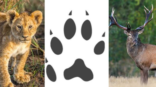 97% of People Can't Name These Animals From Their Footprint! Can You?