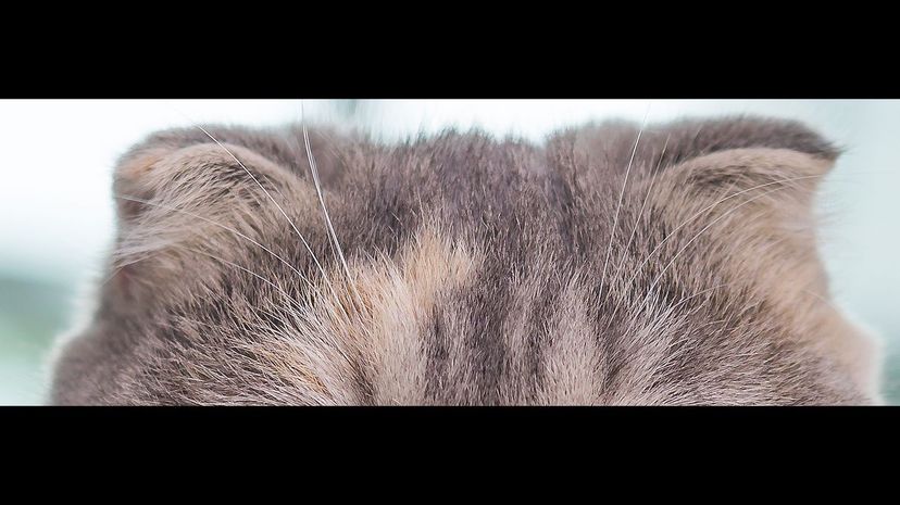 Scottish Fold