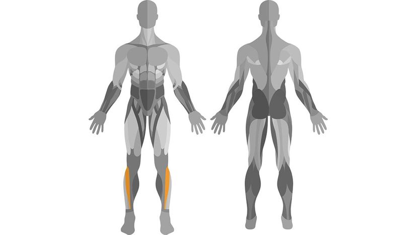 Can You Identify All of These Muscles From an Image?