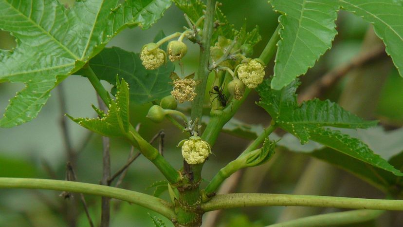 Castor Oil Plant (ricinus communis)