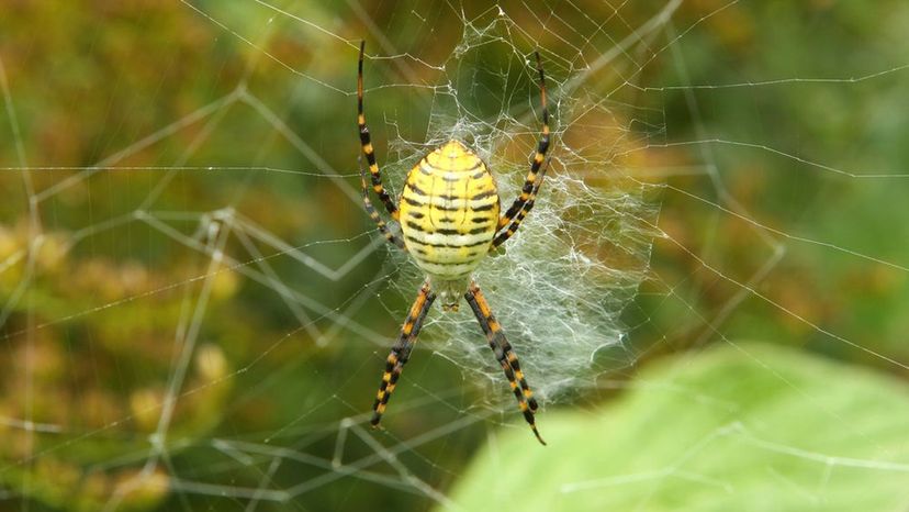 Banded Garden Spider