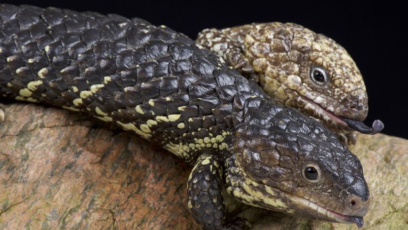 Shingleback Skinks