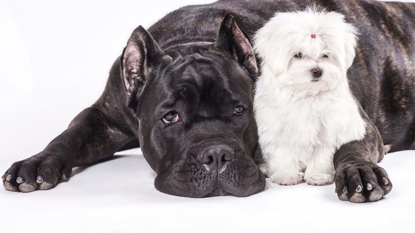 Cane Corso