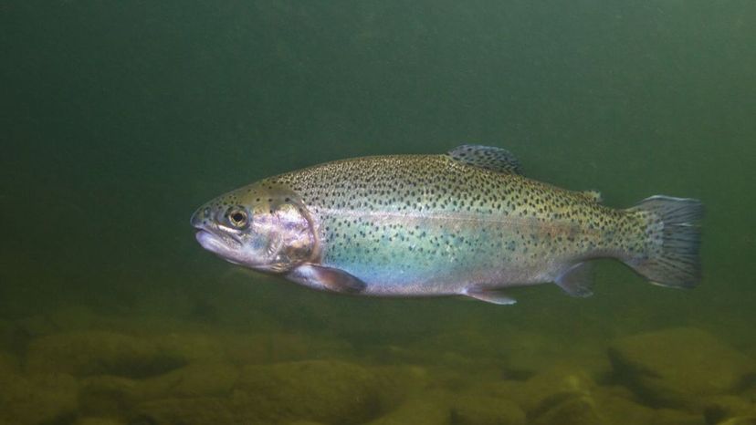 Rainbow Trout