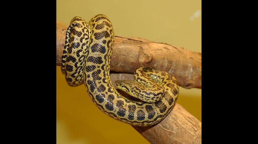 24 Dark-Spotted Anaconda