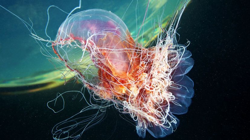 Q20 Jellyfish