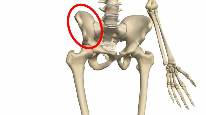 hip bone