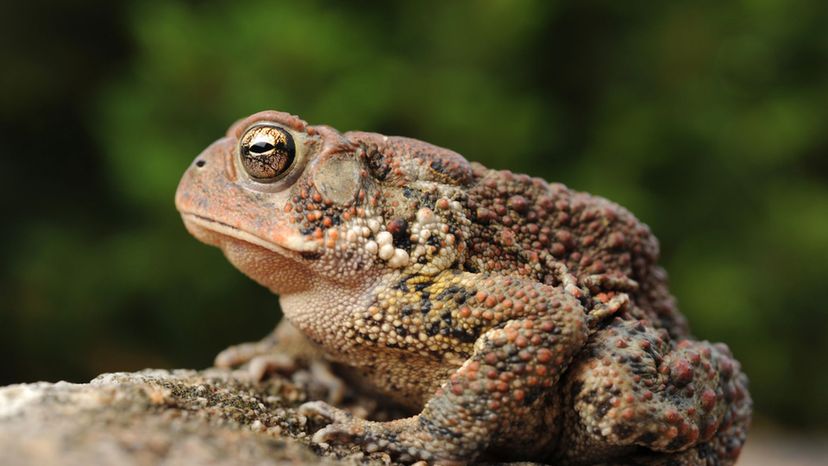 American Toad