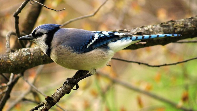 Blue Jay