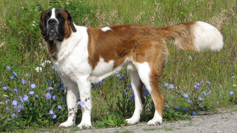 Saint Bernard