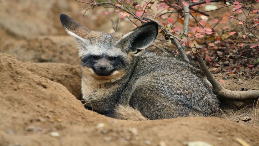 Bat-eared fox