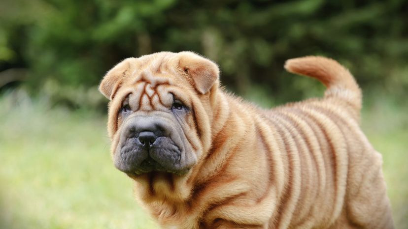 Shar Pei