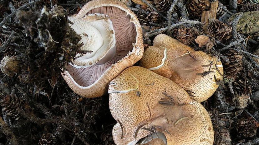 Agaricus_amicosus_166389