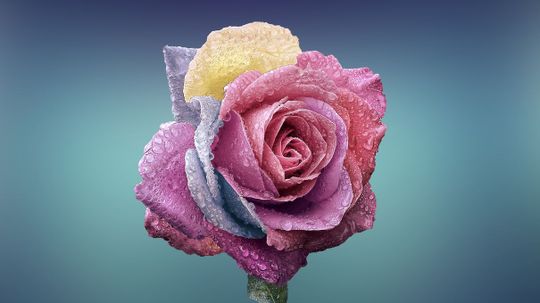 What Color Rose Represents Your Soul?