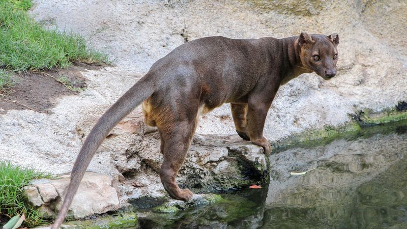 The Fossa