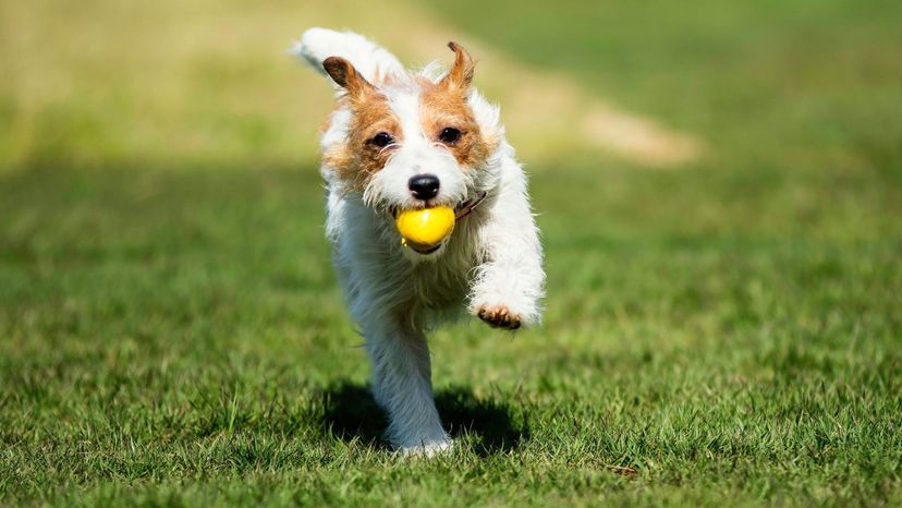 Which Terrier Breed Are You? 2 &quot;Porthos&quot;