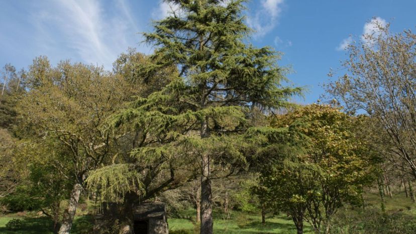 deodar cedar