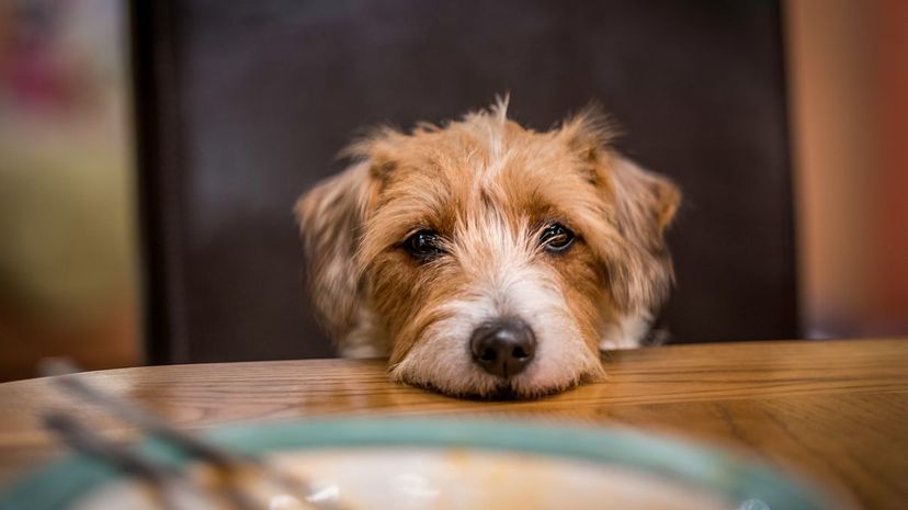 Dog begging at table