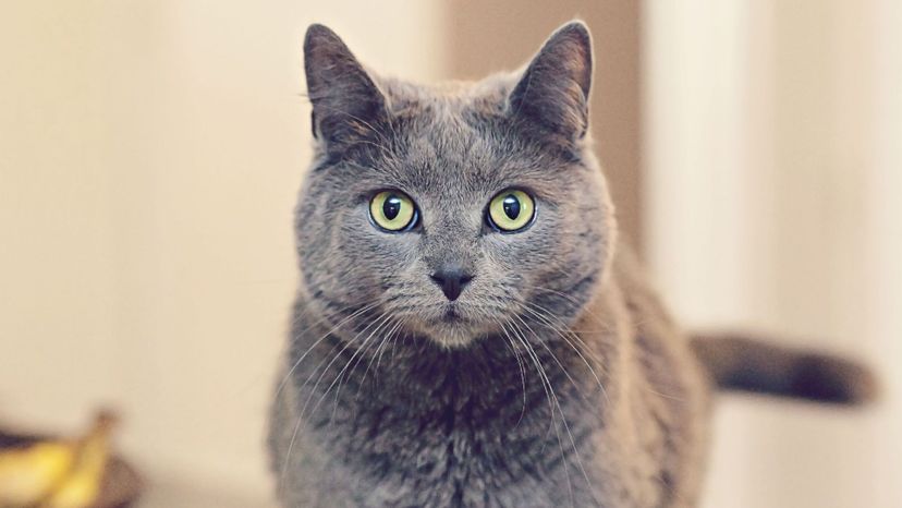 Russian Blue