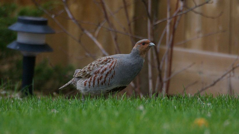 Gray Partridge